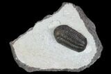 Beautiful, Austerops Trilobite - Jorf, Morocco #127716-1